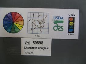 Click for 1 image(s) for this accession. SEED